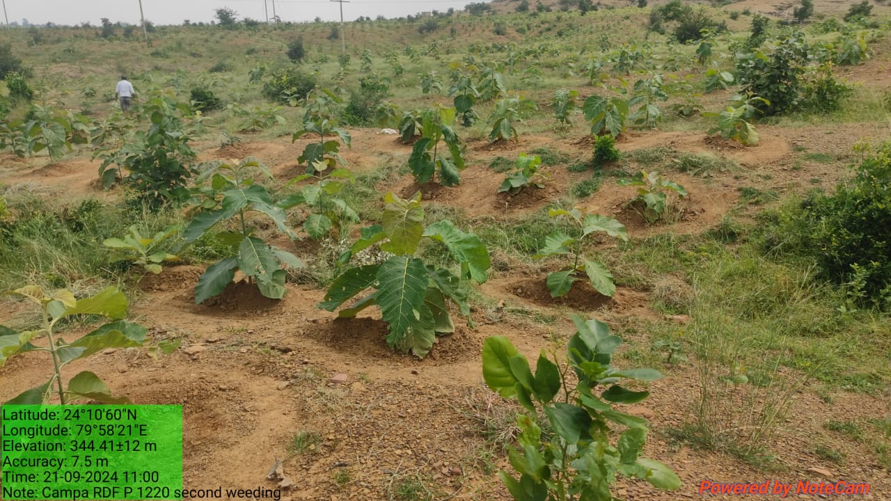 Compensatory Afforestation